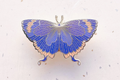 Colorado Hairstreak Butterfly (Hypaurotis crysalus) Enamel Pin