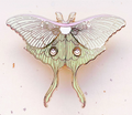Luna Moth (Actias luna) Enamel Pin